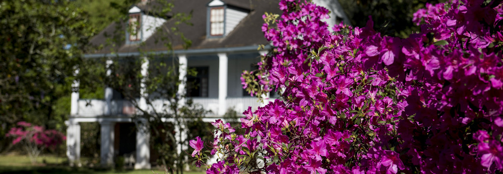 Lafayette Azalea Trail