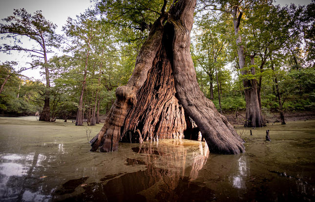 The castle tree at Chemin-A-Haut State Park with a slight opening, shot from the perspective of a paddler.