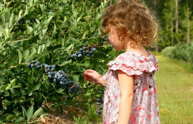 A child picks blueberries at Blue Harvest in Covington.