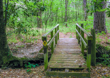 The Wild Azalea Trail in Woodworth, LA.