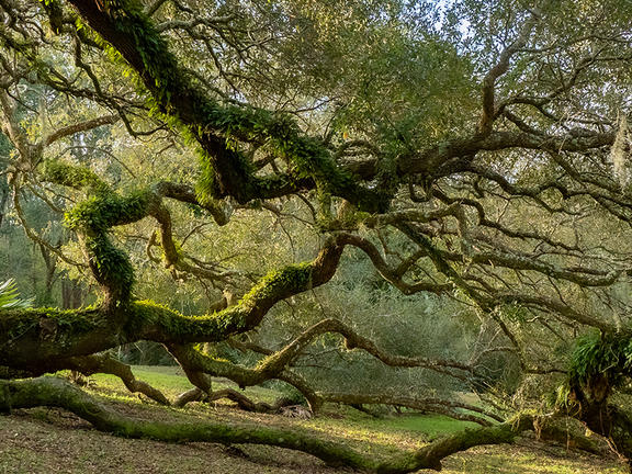 Avery Island Trees