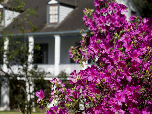 Lafayette Azalea Trail
