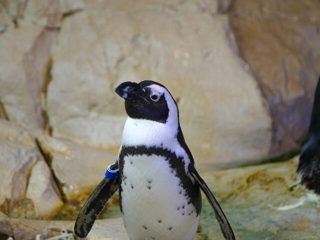 Run, jump, skip or waddle.. come Wonder Here, at the Audubon Aquarium!