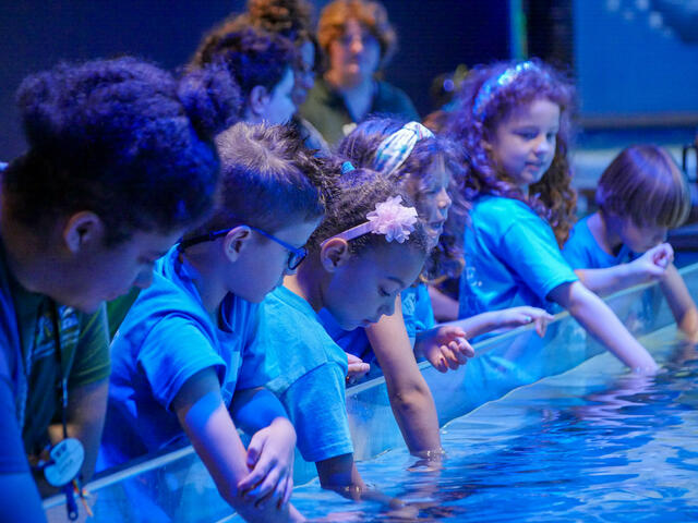 Ever touched a stingray? Two-fingers only! Wonder Here, at the Audubon Aquarium in New Orleans.