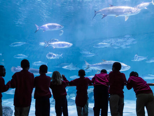Wonder Here, at the Gulf of Mexico exhibit at the Audubon Aquarium in New Orleans, LA.