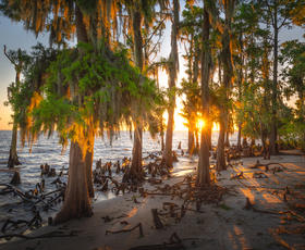 The sunset peeking through the cypress trees on the beach at Fontainebleau State Park.