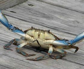 crab dock
