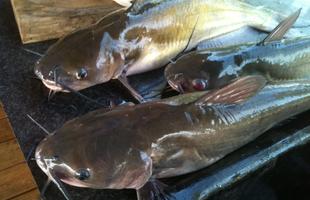 catfish